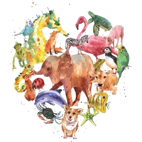 Online-Aktivismus & Tierschutz 