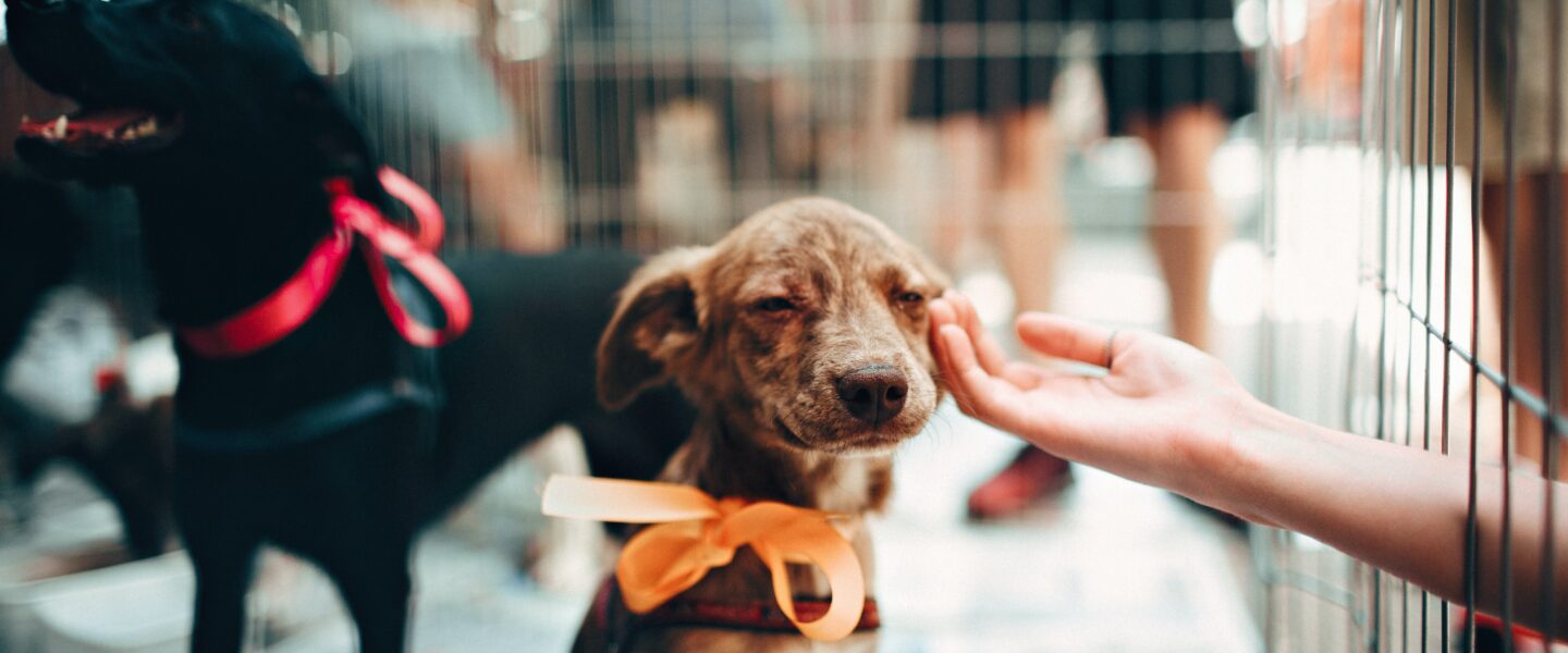 Tierheime & Adoption