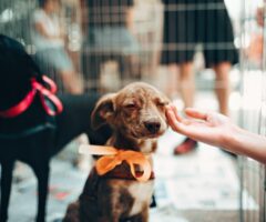 Tierheime & Adoption