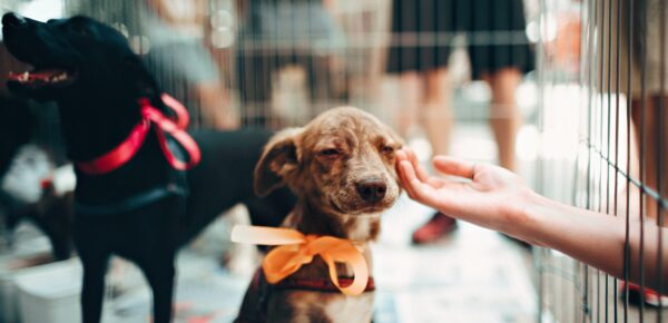 Tierheime & Adoption